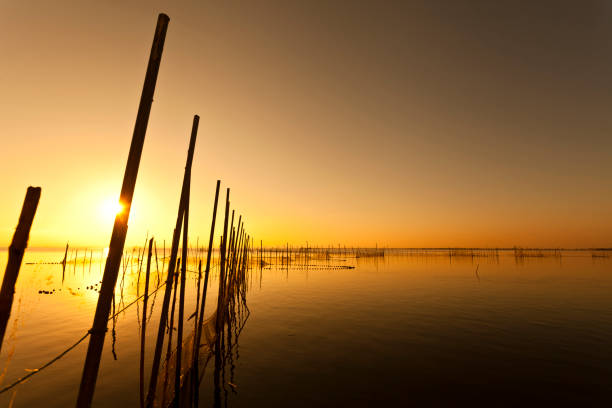 Sunset at Albufera lake in Valencia El Saler Sunset at Albufera lake in Valencia El Saler. Autonomous Community of Valencia albufera stock pictures, royalty-free photos & images