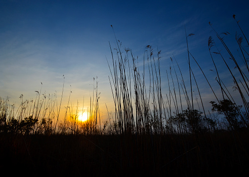 Marsh grasses are silhouetted by the evening sun as it sets over the Currituck Sound in North Carolina.