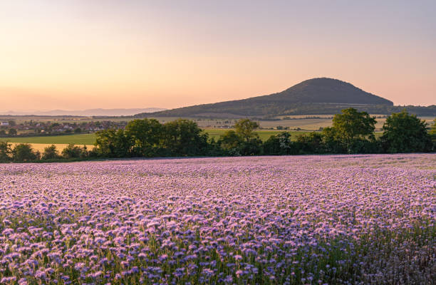 Sunset at mythical mountain Říp in Czech Republic. Purple tansy flowers blooming on a field Sunset at mythical mountain Říp in Czech Republic. Beautiful purple tansy flowers blooming on a field bohemia czech republic stock pictures, royalty-free photos & images