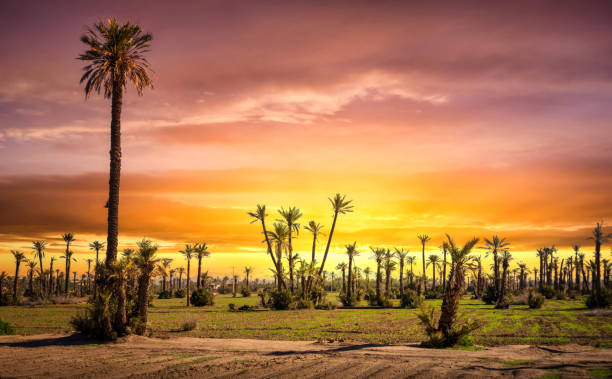 sunset at palm grove (palmeraie) in marrakesh - marrakech desert imagens e fotografias de stock