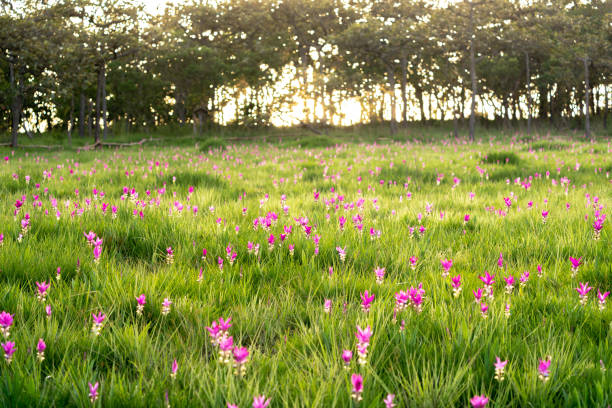 zonsondergang bij roze bloem veld in thailand - chaiyaphum stockfoto's en -beelden