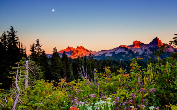 Sunset at the mountains Summer flowers at Mt. Rainier king county washington state stock pictures, royalty-free photos & images