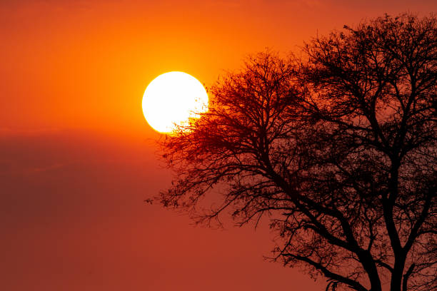 Sunset behind an acasia thorn tree stock photo