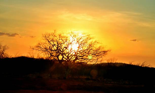 Sunset behind the tree Sun going down behind the tree at caatinga caatinga stock pictures, royalty-free photos & images