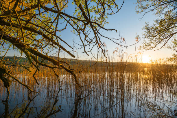 Sunset between reeds and branches at lake Hallwil stock photo