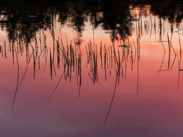 Sunset color reflected in pond with reeds stock photo