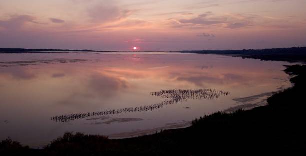 Sunset Greater Flamingos on Lake Korission, Corfu, Greece stock photo