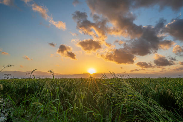 Sunset in a rice field of the "Albufera of Valencia" with clouds, Valencia, Spain. stock photo