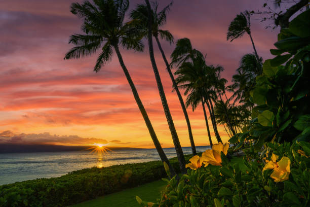 Sunset in Hawaii with yellow flowers stock photo
