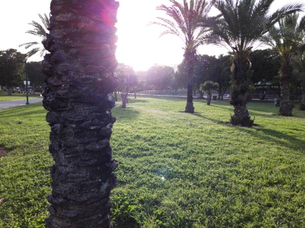 tramonto a menachem begin, darom park, tel-aviv, israele - barak foto e immagini stock