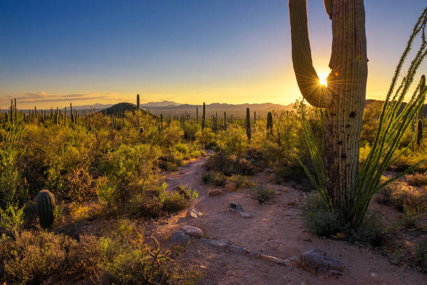 Sunset in Saguaro National Park in Arizona Sunset over hiking trail and cactuses in Saguaro National Park near Tucson, Arizona sonoran desert photos stock pictures, royalty-free photos & images