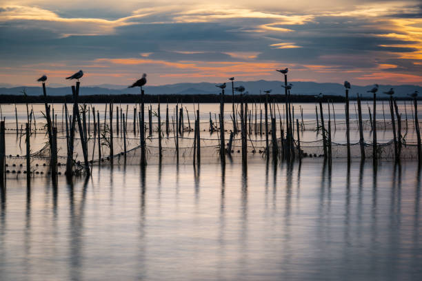 Sunset in the Albufera in Valencia Silhouette of birds standing on poles at dusk in the Albufera in Valencia, a freshwater lagoon and estuary in Eastern Spain. Long exposure. albufera stock pictures, royalty-free photos & images