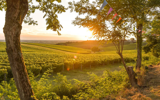 Sunset landscape bordeaux wineyard france Sunset landscape bordeaux wineyard france, europe hesse germany stock pictures, royalty-free photos & images