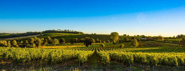 Sunset landscape bordeaux wineyard france France, Aquitaine,Gironde (33), Capian.Vineyard of Bordeaux.Wine landscape near Capia at the end of summer. vineyard photos stock pictures, royalty-free photos & images