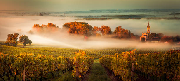 Sunset landscape bordeaux wineyard france Sunset landscape and smog in bordeaux wineyard france, europe gironde photos stock pictures, royalty-free photos & images