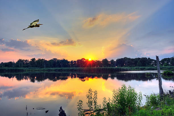 Sunset on a Chesapeake Bay pond Blue Heron flys over a pond on the Chesapeake Bay in Maryland at sunset chesapeake bay stock pictures, royalty-free photos & images