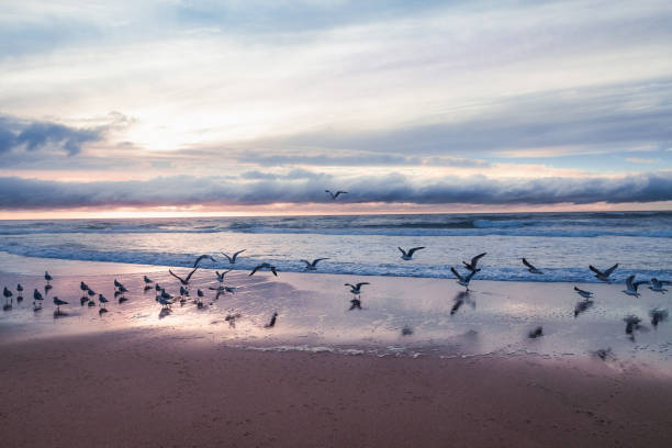 Photo of Sunset on the beach with flock of seagulls