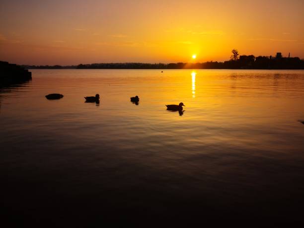 A sunset on the river with ducks stock photo