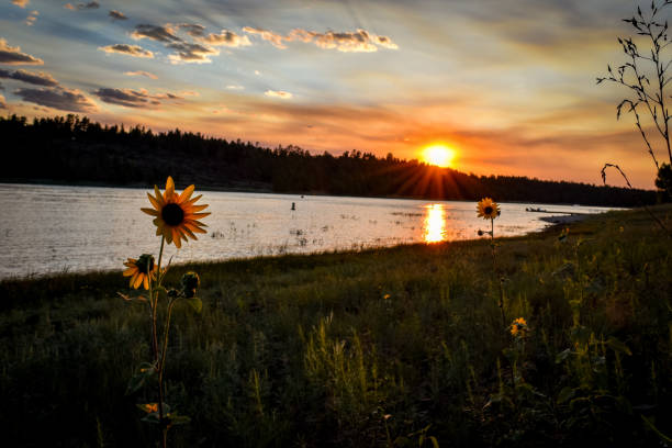 Sunset over a lake Sunset at the lake with sunflowers flagstaff arizona stock pictures, royalty-free photos & images