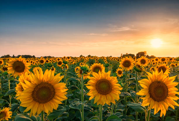 Sunset over huge sunflower field Huge sunflower field and beautiful colorful sunset sky above them agricultural field stock pictures, royalty-free photos & images