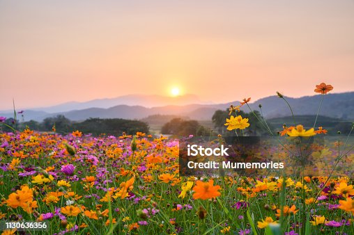 istock Sunset over mountain with cosmos blooming 1130636356