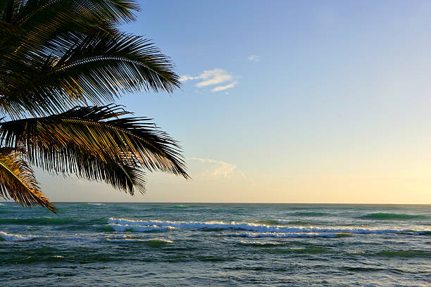 Sunset Palm stock photo