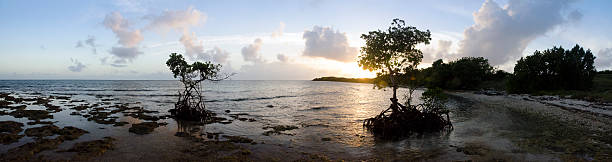 Sunset Panorama with Heart Shape Mangrove stock photo