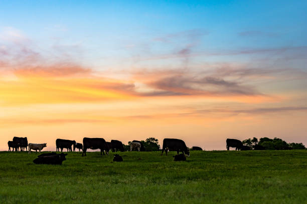 Sunset Pasture Background of cattle on a pasture at dusk with colorful sky ranch stock pictures, royalty-free photos & images