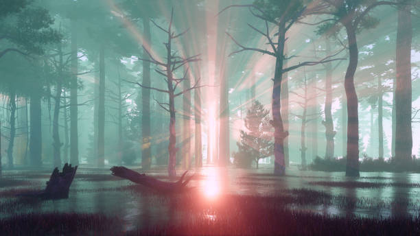 Photo of Sunset rays in swampy forest at misty dawn or dusk