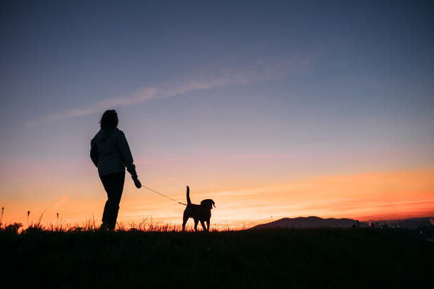 Sunset silhouettes woman and dog on the walk Sunset silhouettes woman and dog on the walk early morning dog walk stock pictures, royalty-free photos & images