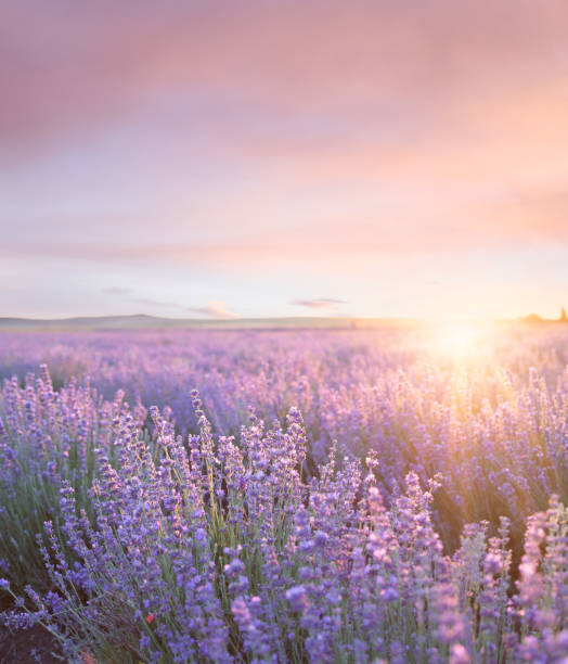 sonnenuntergang himmel über einem sommer lavendel feld. sonnenuntergang über einem violetten lavendelfeld in der provence, frankreich - lavendel feld stock-fotos und bilder