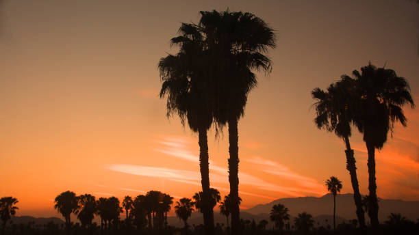 Sunset through the Palm Trees-Riverside California stock photo