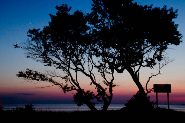 sunset tree stock photo