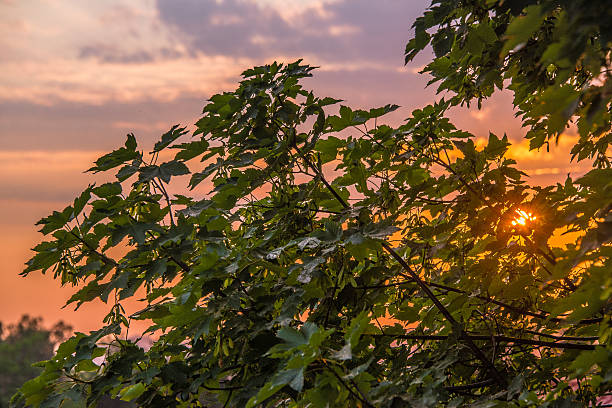 Sunset with the colorful sky and tree stock photo
