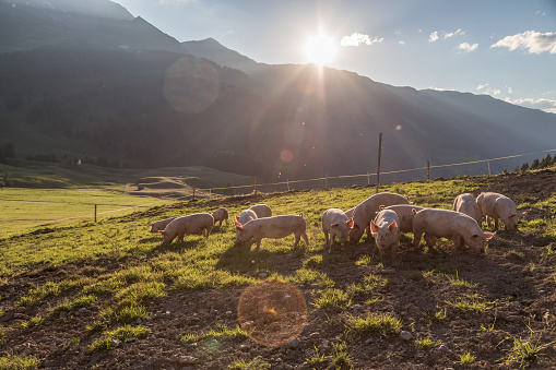 pigs on farm in Switzerland