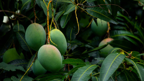 sunshine, mango tree, ripe, mango, fruit stock photo