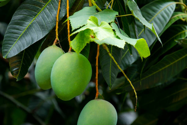 sunshine, mango tree, ripe, mango, fruit stock photo