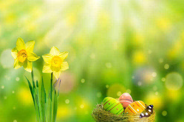 sunshine on daffodils and easter nest  easter sunday stock pictures, royalty-free photos & images
