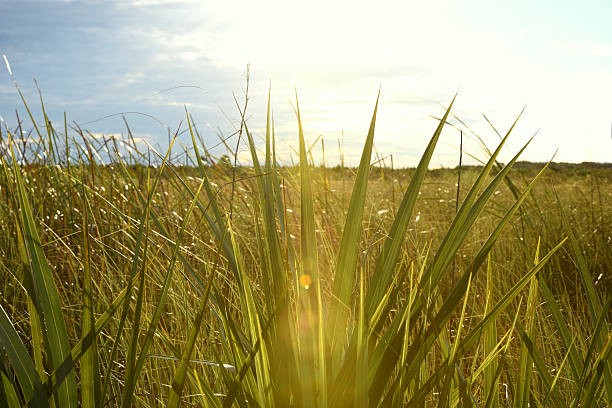 Sunshines through the sawgrass located in Everglades, Florida stock photo