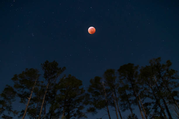 super blood wolf moon over pine trees in eastern nc - supermoon imagens e fotografias de stock