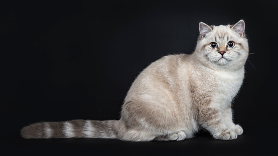 Super Cute Blue Tabby Point British Shorthair Cat Kitten Sitting