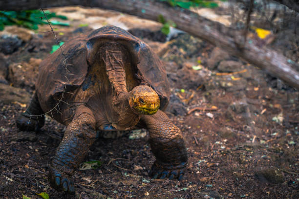 Galapagos Islands - August 23, 2017: Super Diego, the giant Tortoise in the Darwin Research Center in Santa Cruz Island, Galapagos Islands, Ecuador stock photo