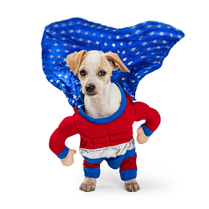 Super Hero Dog With Cape Flying Stock Photo - Download Image Now - iStock