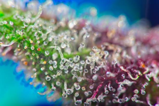 Super macro of cannabis trichomes Super macro of cannabis indica plant trichomes full of THC on purple leaf. plant trichome stock pictures, royalty-free photos & images