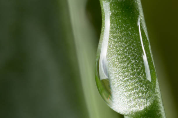 Super macro of water droplet on rose stem stock photo