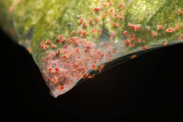 Super macro photo group of Red Spider Mite infestation on vegetable. Insect concept. stock photo