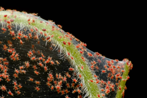 Super macro photo of group of Red Spider Mite infestation on vegetable. Insect concept. stock photo