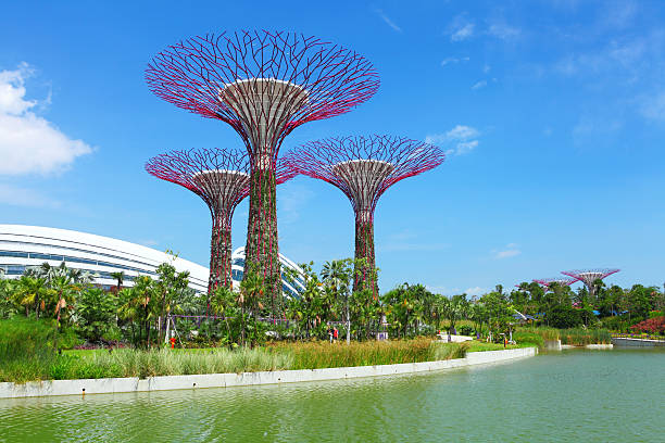 Super tree in gardens by the Bay stock photo