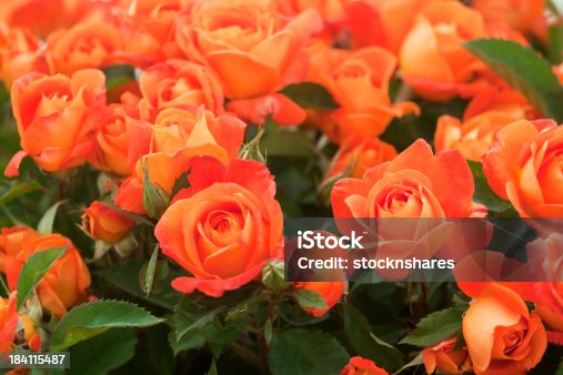 istock Super Trouper Rose 184115487