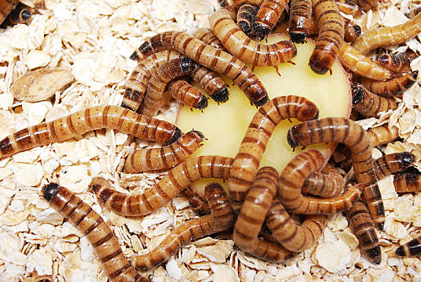 Super Worms  Eating stock photo